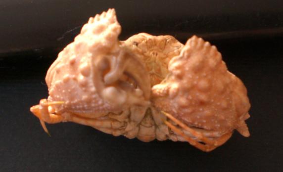 Calappa torulosa T.F.C. chelipeds.bmp